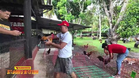sabong nation|Iba pa.